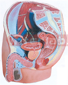 HUMAN MALE PELVIS